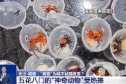济源@铲屎官们 养“异宠”或危害国家安全 这些行为违法了