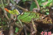 济源云南南滚河保护区首次发现红唇棘蜥