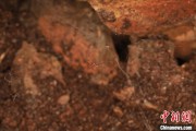 济源江西发现蜘蛛新物种 为研究呵叻蛛属适应区域提供依据