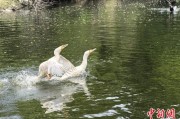 济源吉林：罕见白鸬鹚连续两年“故地重游”