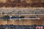 济源歙县完成安徽首个县域生物多样性调查 共记录物种近4千种