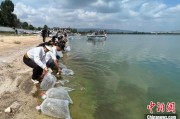 济源云南江川举行增殖放流活动 逾54万尾鱼游入星云湖